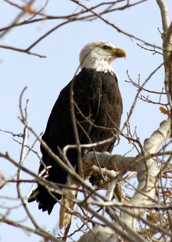 Bald Eagle