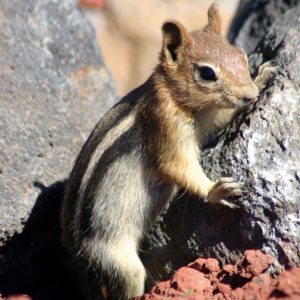 Chipmunk