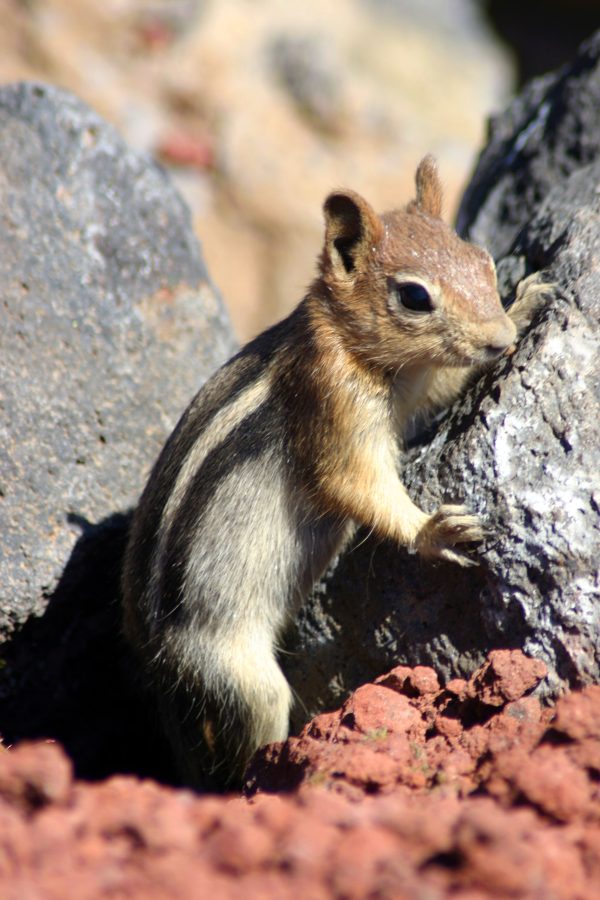 Chipmunk