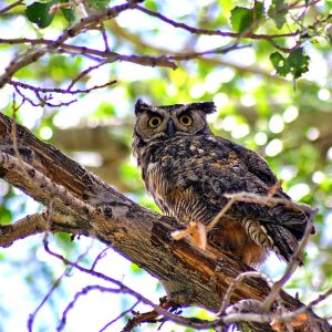 Great Horn Owl