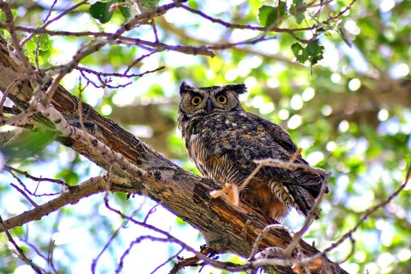 Great Horn Owl